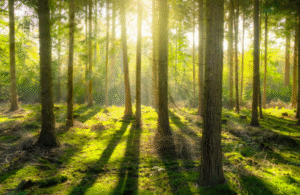 Forêt lumineuse représentant la sérénité financière des particuliers accompagnés par un cabinet de gestion de patrimoine à Rennes.