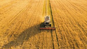 Moissonneuse-batteuse récoltant un champ de céréales dans le cadre d'une exploitation en entreprise individuelle agricole