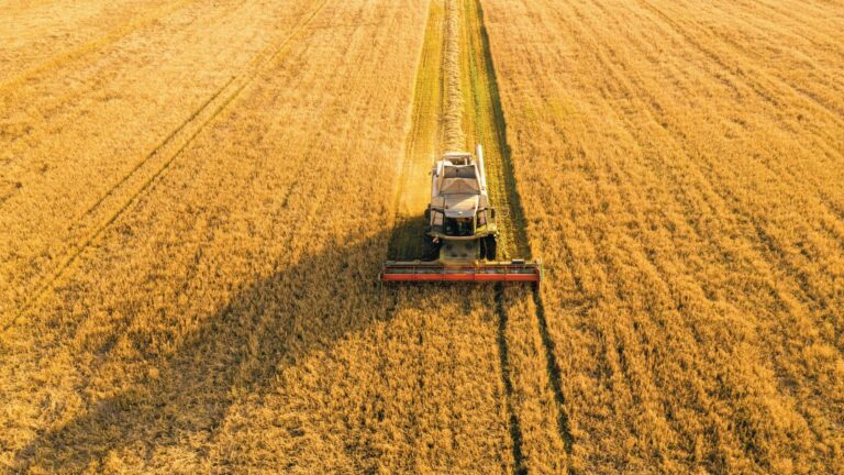 Moissonneuse-batteuse récoltant un champ de céréales dans le cadre d'une exploitation en entreprise individuelle agricole